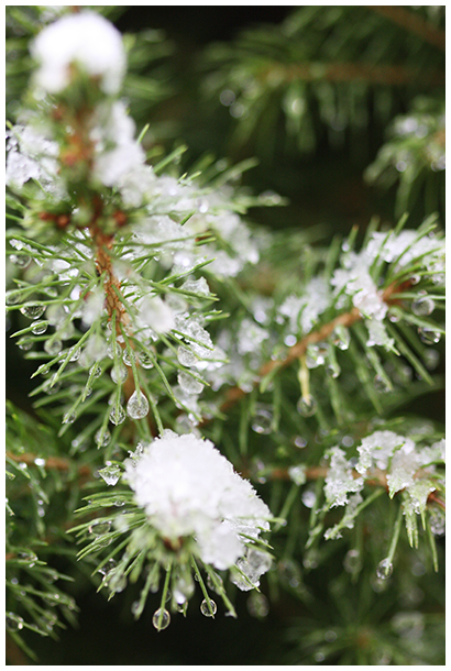 Decor-Art UK photo of snow on pine