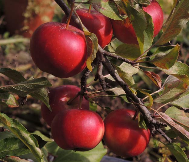 Photos of apples and appleblossom by Eoin Mac Lochlainn